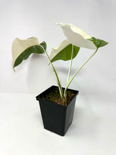 Load image into Gallery viewer, Monstera Deliciosa Albo Variegated C