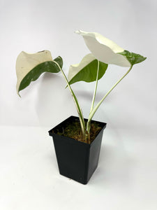 Monstera Deliciosa Albo Variegated C