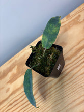 Load image into Gallery viewer, 19. Hoya Onychoides