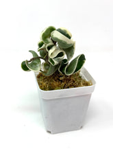 Load image into Gallery viewer, Hoya Carnosa Compacta Albo Variegated