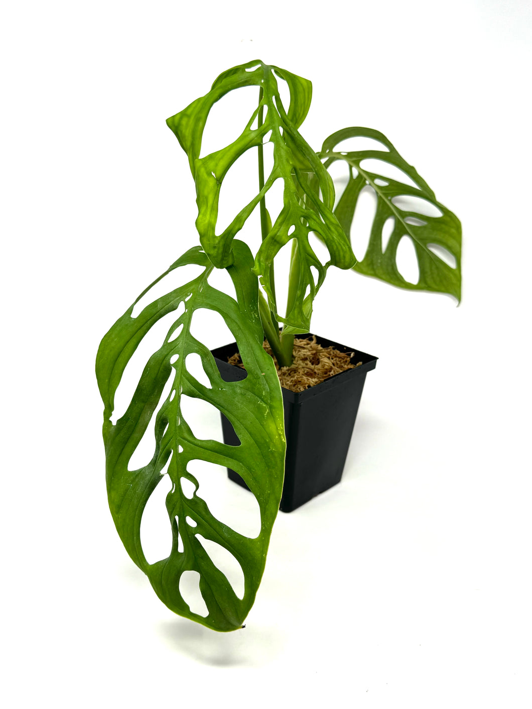 Monstera Esqueleto