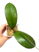 Load image into Gallery viewer, Hoya Gunung Gading