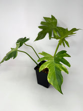 Load image into Gallery viewer, Philodendron Radiatum Variegated