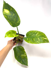 Load image into Gallery viewer, Philodendron Green Congo Variegated