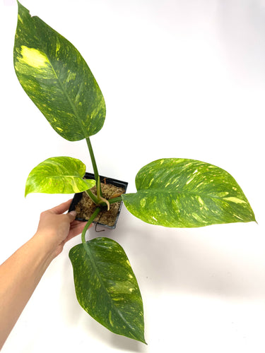 Philodendron Green Congo Variegated