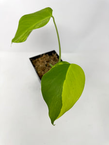 Monstera Deliciosa Aurea Variegated