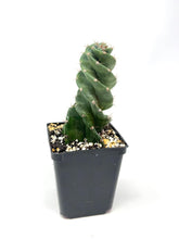 Load image into Gallery viewer, Cereus Forbesii cv. Spiralis &#39;Spiral Cactus&#39; (Ships within Canada only)