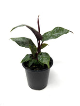 Load image into Gallery viewer, Homalomena ‘Purple Sword’