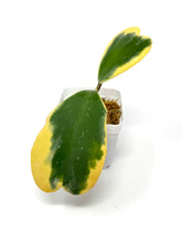 Load image into Gallery viewer, Hoya Kerrii Albo Variegated