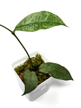 Load image into Gallery viewer, Hoya Mitrata Silver C