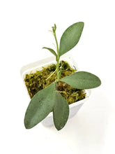 Load image into Gallery viewer, Hoya Nummularioides Silver