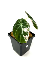 Load image into Gallery viewer, Alocasia Black Velvet Variegated F