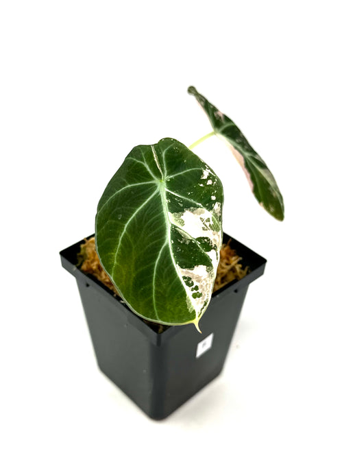 Alocasia Black Velvet Variegated F