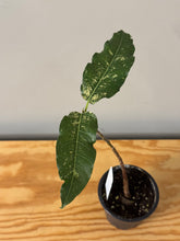 Load image into Gallery viewer, 184. Ficus Aspera Variegated