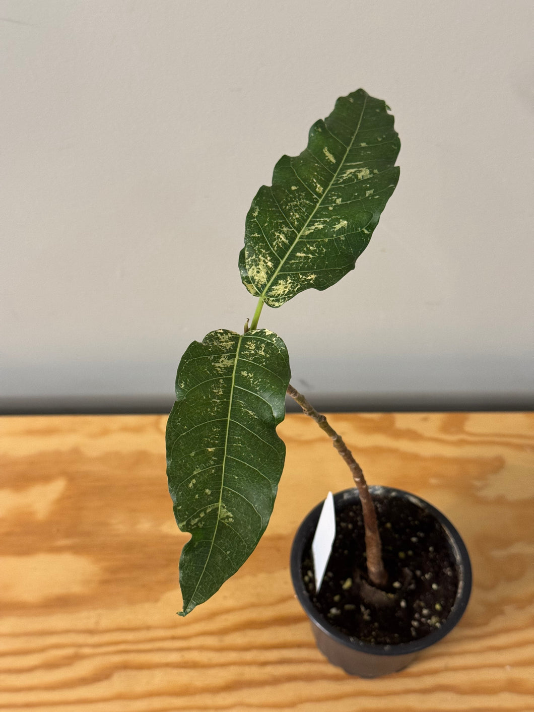 184. Ficus Aspera Variegated