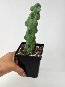 Myrtillocactus Geometrizans Fukurokuryuzinboku 'Boobie Cactus' - Ships within Canada only