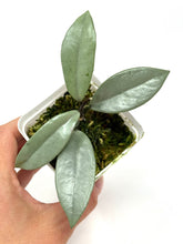 Load image into Gallery viewer, Hoya Wilbur Graves Silver C