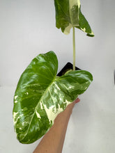 Load image into Gallery viewer, Alocasia Maccrorhiza Variegated B