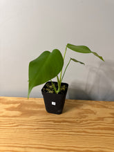 Load image into Gallery viewer, 78. Monstera Deliciosa Aurea Variegated