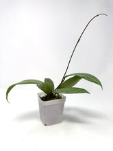 Load image into Gallery viewer, Hoya Pubicalyx Pink Silver Ghost B