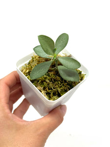 Hoya Nummularioides Silver
