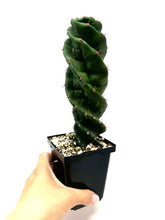 Load image into Gallery viewer, Cereus Forbesii cv. Spiralis &#39;Spiral Cactus&#39; Large Size (Ships within Canada only)