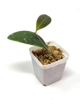 Load image into Gallery viewer, Hoya Rintzii (Borneo)