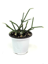 Load image into Gallery viewer, Rhipsalis Pilocarpa (ships within Canada only)