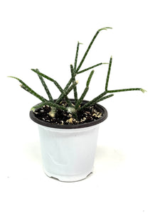 Rhipsalis Pilocarpa (ships within Canada only)