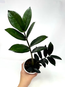 Zamioculcas Zamiifolia ‘Raven’