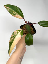 Load image into Gallery viewer, Philodendron Strawberry Shake