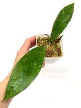 Load image into Gallery viewer, Hoya Estrellaensis IML 1256