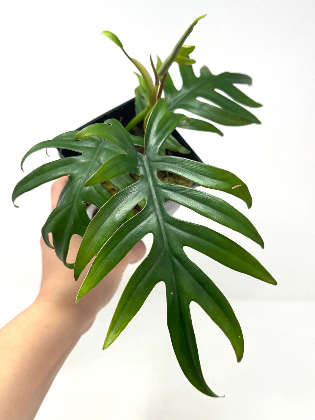 Philodendron Mayoi