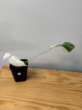 Load image into Gallery viewer, 145. Monstera Deliciosa Albo Variegated