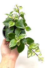 Load image into Gallery viewer, Aeschynanthus Radicans Variegated
