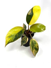 Load image into Gallery viewer, Philodendron Red Congo Variegated