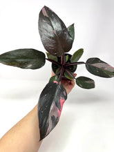 Load image into Gallery viewer, Philodendron Pink Princess