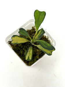 Hoya Manipurensis Variegated F