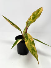 Load image into Gallery viewer, Philodendron Caramel Marble 4”