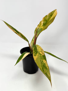 Philodendron Caramel Marble 4”