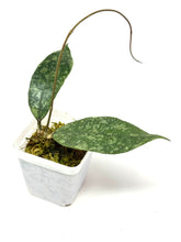 Load image into Gallery viewer, Hoya Lambii Silver C