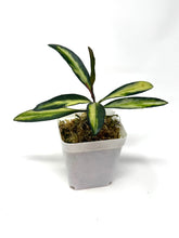 Load image into Gallery viewer, Hoya Kentiana Variegated