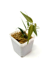 Load image into Gallery viewer, Hoya Leucantha
