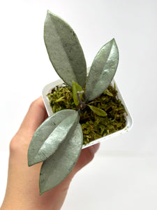 Hoya Wilbur Graves Silver C