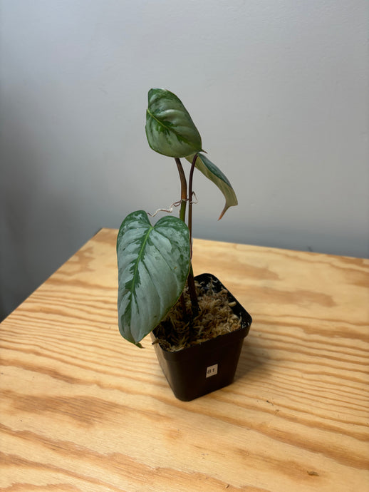 81. Philodendron Sodiroi Ornatum
