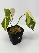 Load image into Gallery viewer, Philodendron Gloriosum Variegated F