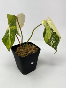 Philodendron Gloriosum Variegated F