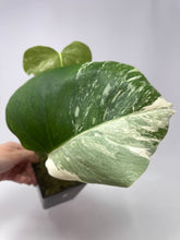 Load image into Gallery viewer, Monstera Deliciosa Albo Variegated B