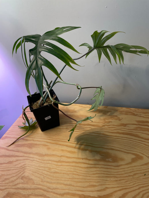 59. Philodendron Mayoi