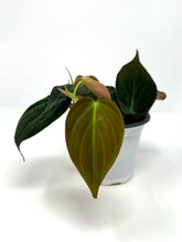 Load image into Gallery viewer, Philodendron Hederaceum ‘Micans’